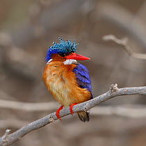 Malachite kingfisher (Corythornis cristata) perched on twig and with crest raised, Oman, February