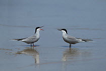 White cheeked tern (Sterna repressa) two in shallow water, Oman, May