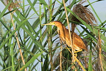 Yellow bittern (Ixobrychus sinensis) perched in reeds, Oman, April