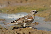 Yellow throated sparrow (Gymnoris xanthocollis) male at water, Oman, April