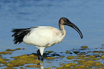 African sacred ibis (Threskiornis aethiopicus) feeding in shallow water, Oman, February