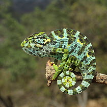 Arabian chameleon (Chamaeleo arabicus) in tree, Oman, November
