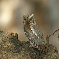 Arabian scops owl (Otus pamelae) on log, Oman, November