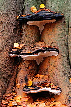 Southern bracket fungus (Ganoderma Australe) growing on a Beech tree (Fagus sylvatica), New Forest, Hampshire, England, UK. November.