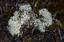 Lichen (Cladonia impexa), Winfrith Heath, Dorset, England, UK, May.