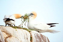 RF- Two Gannets (Morus) with nesting material. Great Saltee, County Wexford, Republic of Ireland. April . (This image may be licensed either as rights managed or royalty free.)