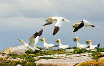 RF- Gannets (Morus bassanus) gathering nesting material, Great Saltee, County Wexford, Republic of Ireland. April . (This image may be licensed either as rights managed or royalty free.)