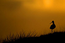 RF- Black Tailed Godwit (Limosa limosa) at dusk. Lake Myvatn, Iceland. June . (This image may be licensed either as rights managed or royalty free.)