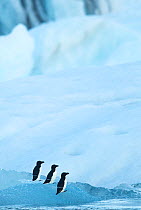RF- Razorbill (Alca torda) among Ice, Jokulsarlon Glacier (Ice Lagoon). Iceland. June . (This image may be licensed either as rights managed or royalty free.)
