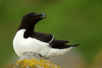 RF- Razorbill (Alca torda) resting on rocks. Great Saltee Island, County Wexford, Republic of Ireland. April. (This image may be licensed either as rights managed or royalty free.)