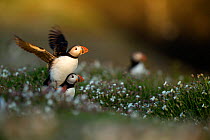 RF- Puffins (Fratercula) displaying. Skomer Island, Wales, UK. April. (This image may be licensed either as rights managed or royalty free.)