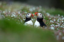RF- Puffins (Fratercula) displaying. Skomer Island, Wales, UK. April. (This image may be licensed either as rights managed or royalty free.)