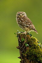 RF- Little Owl (Athene noctua) perched on tree stump covered in moss. Worcestershire, England, UK. May 2013. (This image may be licensed either as rights managed or royalty free.)