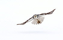 RF- Hawk owl (Surnia ulula) in flight, Finland. March. (This image may be licensed either as rights managed or royalty free.)