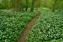 Path through woodland with  Wild garlic  (Allium ursinum) in flower,  Hampshire, England, UK, May.