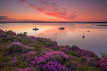 View towards Poole Harbour at dawn viewed from Arne,  Dorset, England, UK, July.