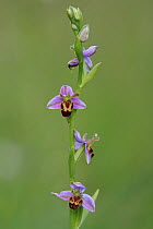 Belgarum bee orchid (Ophrys apifera var. belgarum) Portsdown Hill, Hampshire, England, UK, June.