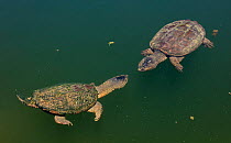 Snapping turtle (Chelydra serpentina), pair, Maryland, USA, August.