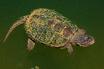 Snapping turtle (Chelydra serpentina), Maryland, USA, August.