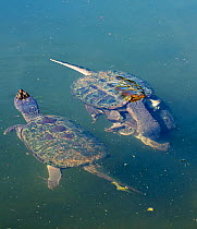 Snapping turtle (Chelydra serpentina), pair mating, and second male swimming nearby, Maryland, USA, August.