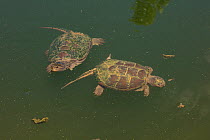 Snapping turtle (Chelydra serpentina) pair, Maryland, USA, August.