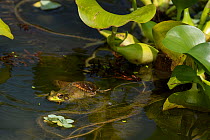 Northern water snake (Nerodia sipedon) eating Green frog, (Lithobates clamitans) amongst exotic water hyacinth, Washington DC, USA, July.