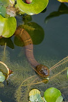 Northern water snake (Nerodia sipedon) amongst exotic water hyacinth. Washington, District of Columbia, USA.