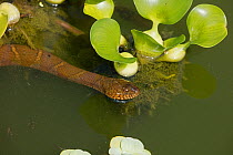 Northern water snake (Nerodia sipedon) amongst exotic water hyacinth. Washington, District of Columbia, USA.