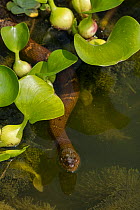 Northern water snake (Nerodia sipedon), Washington, District of Columbia, USA, July.