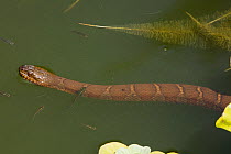Northern water snake (Nerodia sipedon), Washington, District of Columbia