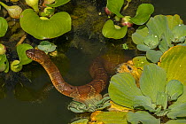 Northern water snake (Nerodia sipedon) in water, Washington, DC, USA. July.