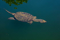 Snapping turtle (Chelydra serpentina) swimming, Maryland, USA. August.