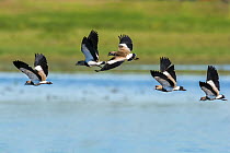 Southern lapwing 1+Vanellus chilensis+2 synchronized courtship display flight, La Pampa, Argentina