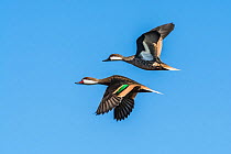 White-cheeked pintail, (Anas bahamensis) two in flight, La Pampa, Argentina