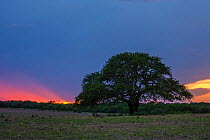 Calden tree (Prosopis caldenia) on Pampas plain at dusk, La Pampa, Argentina