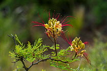 Crimson threadflower (Caesalpinia gilliesii) Calden Forest, La Pampa, Argentina