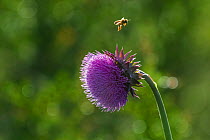 Honeybee (Apis melifera) in flight and Cotton thistle (Onopordum acanthium) , La Pampa, Argentina