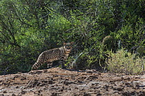 Geoffroy's cat, (Leopardus geoffroyi) Calden Forest , La Pampa , Argentina