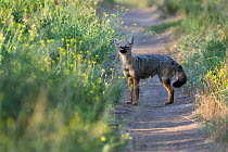 Argentine grey fox (Pseudalopex griseus)  La Pampa, Argentina