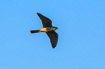 Aplomado falcon (Falco femoralis) in flight, La Pampa Argentina