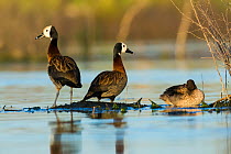 White-faced whistling duck (Dendrocygna viduata) group of three, La Pampa, Argentina.