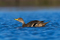 Yellow-billed pintail, (Anas georgica) on water, La Pampa, Argentina