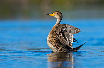 Yellow-billed pintail, (Anas georgica) stretching feathers, La Pampa, Argentina