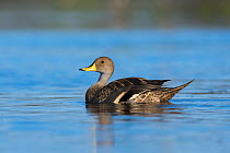 Yellow-billed pintail, (Anas georgica) on water, La Pampa, Argentina