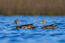 Yellow-billed pintail, (Anas georgica) two on water, La Pampa, Argentina