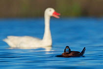 Lake duck (Oxyura vittata), male and Coscoroba swan, (Coscoroba coscoroba), La Pampa, Argentina