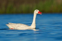 Coscoroba swan, (Coscoroba coscoroba) on water, La Pampa, Argentina