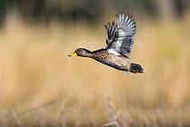 Yellow-billed pintail, (Anas georgica) in flight. La Pampa, Argentina
