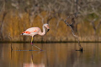 Chilean flamingo (Phoenicopterus chilensis) in water. La Pampa , Argentina