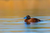 Lake duck (Oxyura vittata), male, La Pampa Argentina